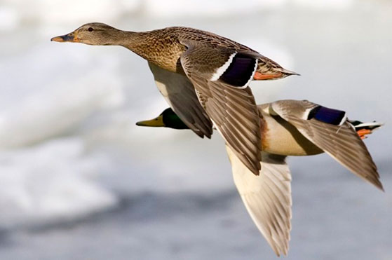 Pato que é pato adora empatar